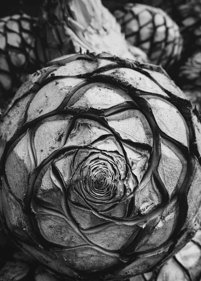 Agave Jimado