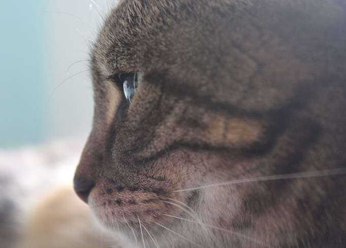 tabby cat stare