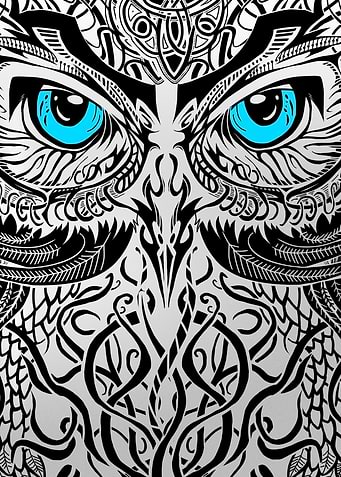 Owl Closeup
