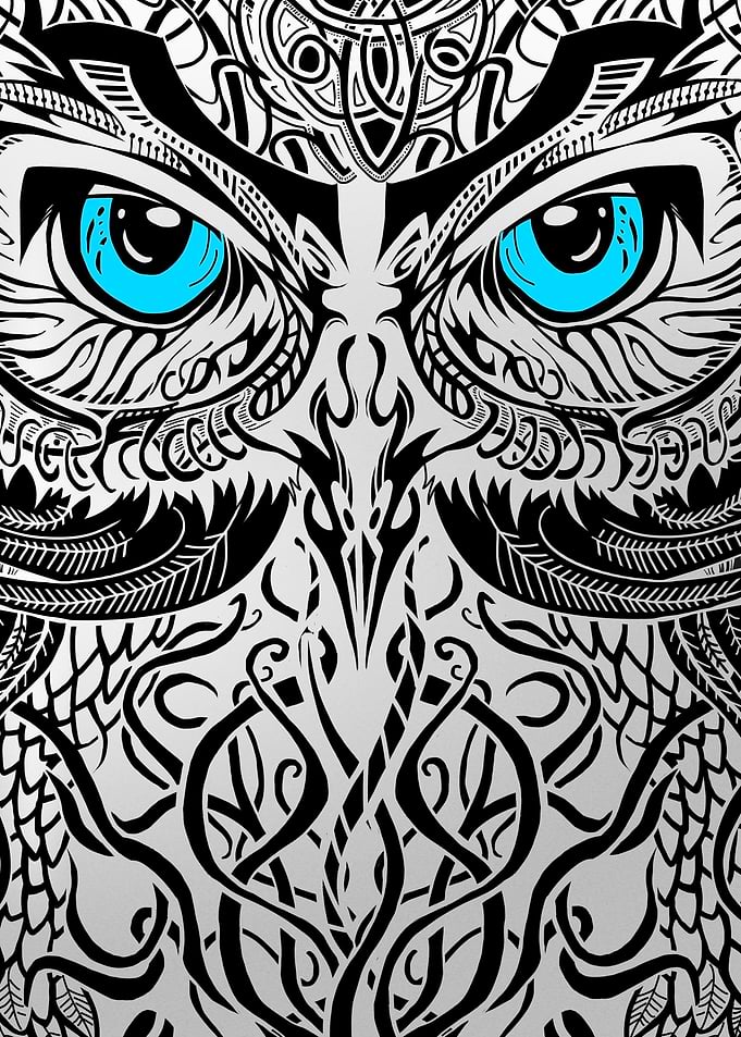 Owl Closeup