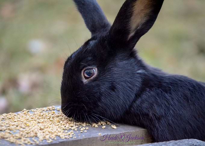 bunny