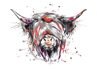 Highland Cattle Magenta