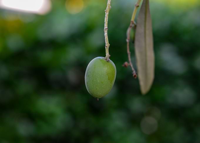 Olive