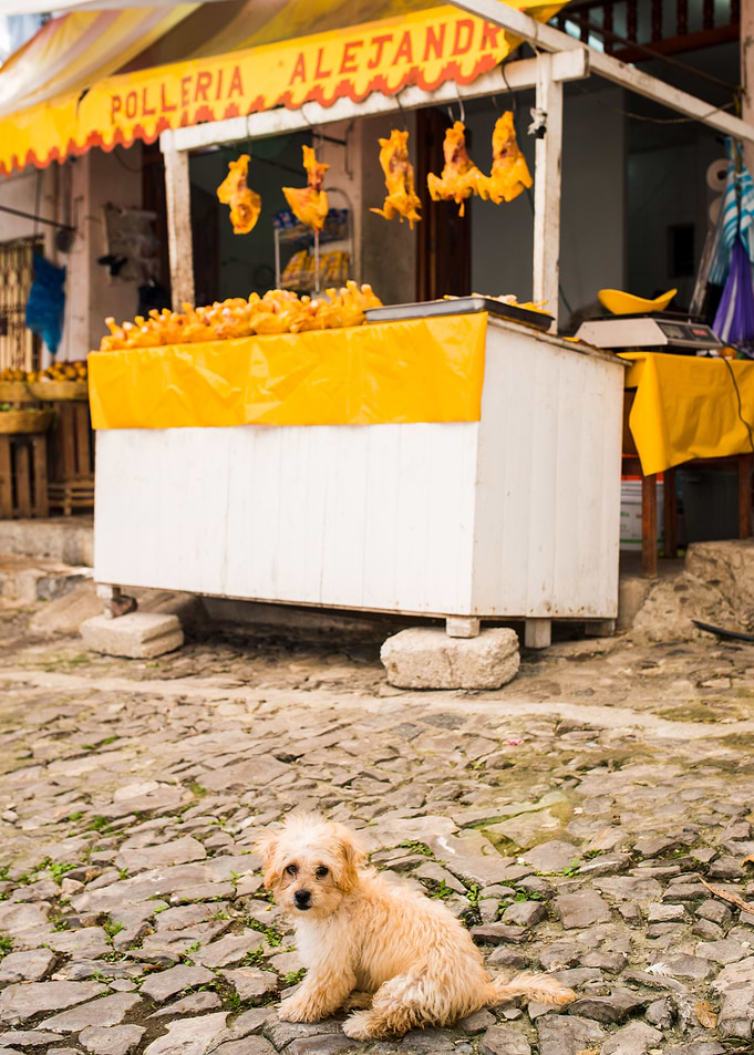 Yellow dog