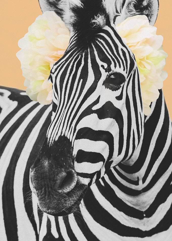 Debra the Zebra