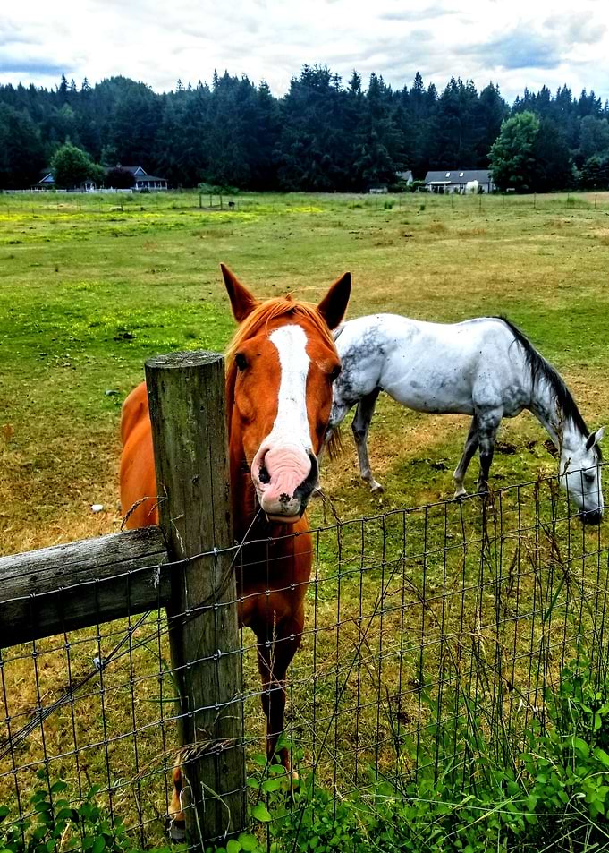 Horsin Around
