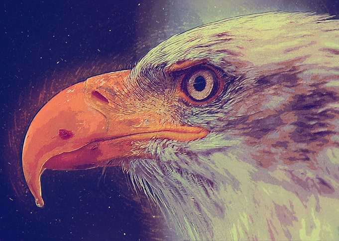 Hawk Oil