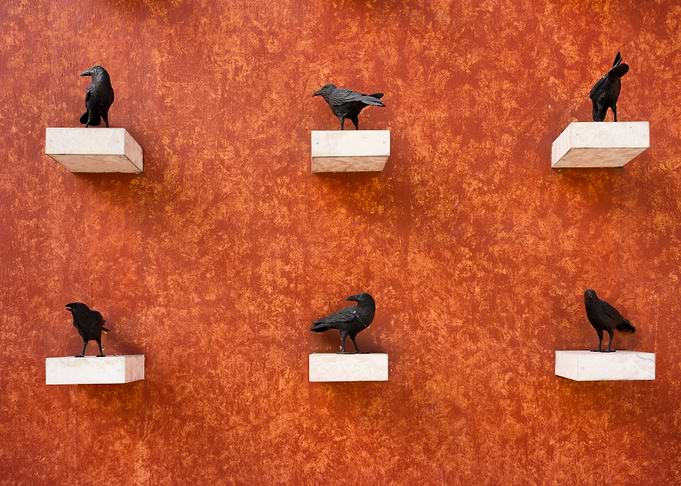 Crows