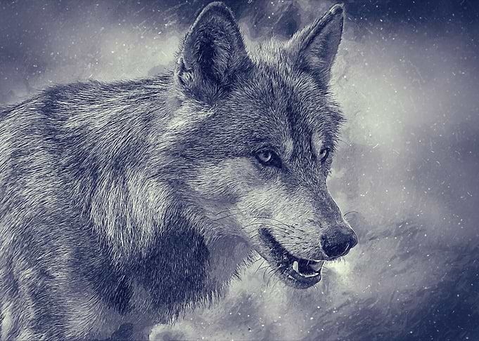 Wolf Oil