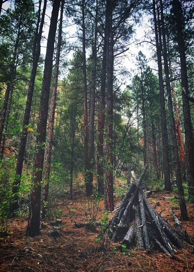 Lost in the Forest