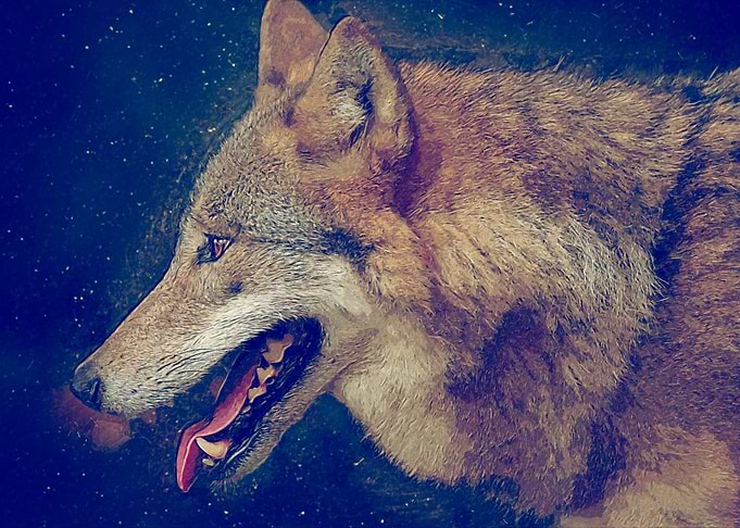 Wolf 3 Oil