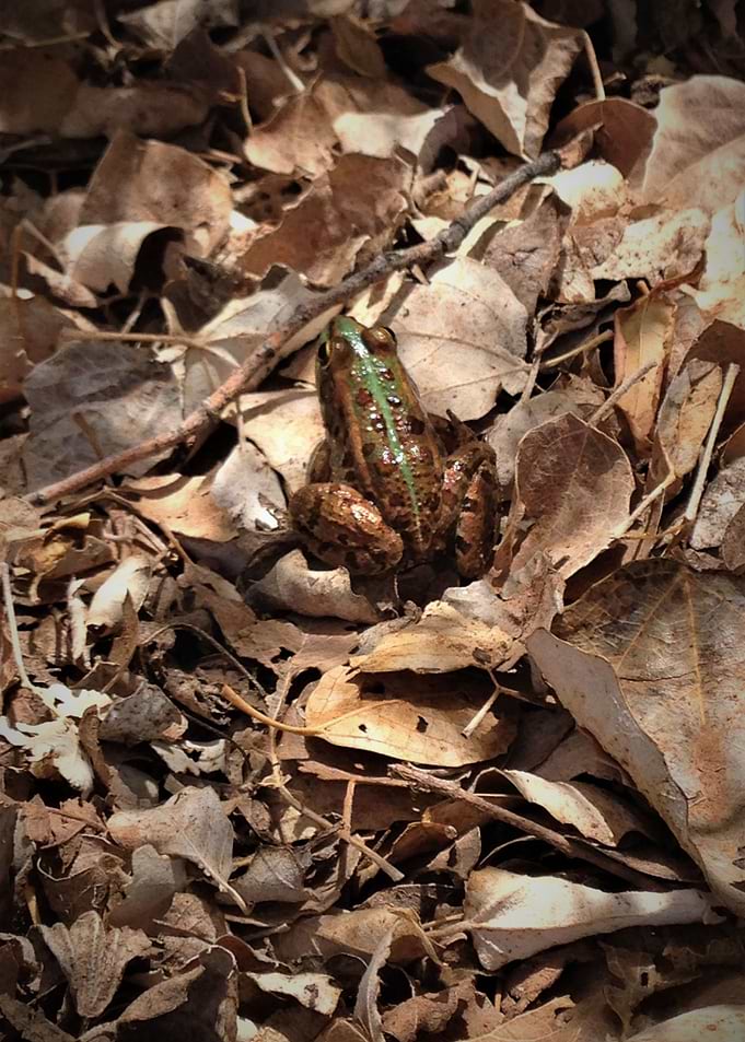 autumn frog