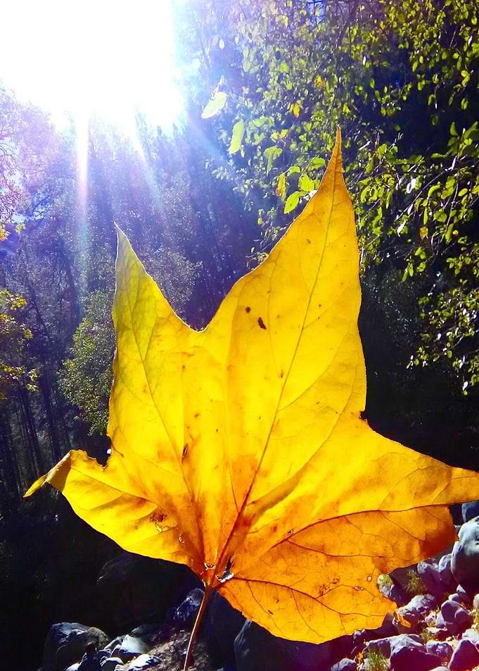 Fall Photobomb