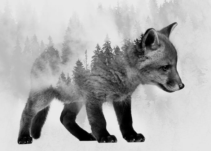 Baby Fox 2