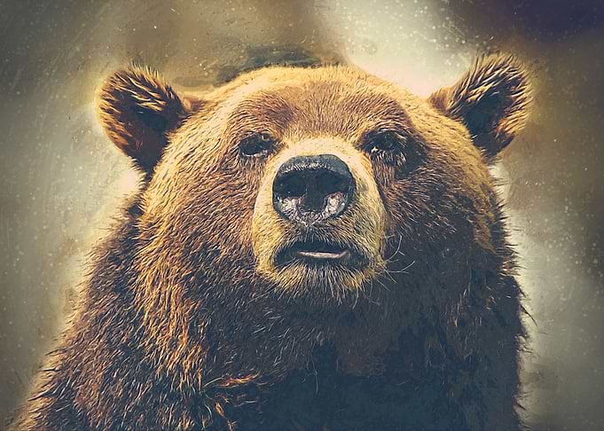 Bear Oil