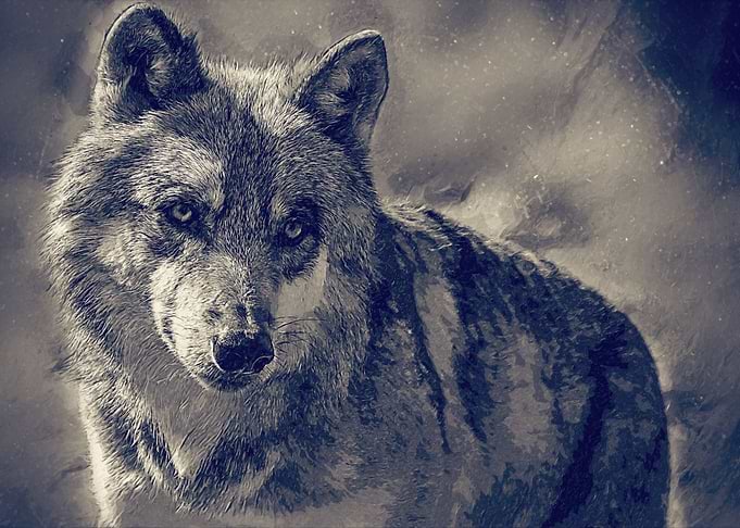 Wolf 2 Oil