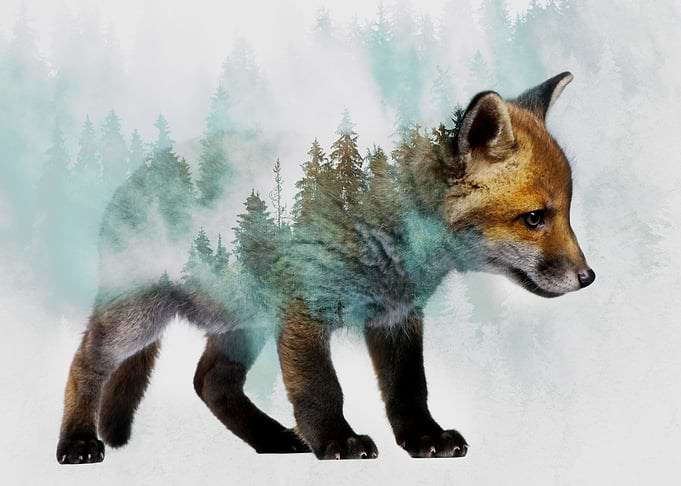 Baby Fox