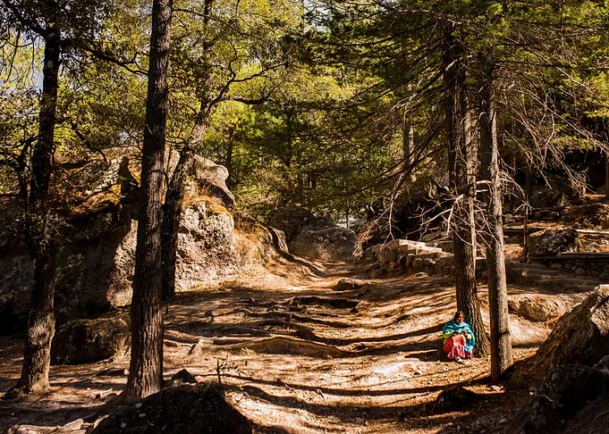 Tarahumara woods