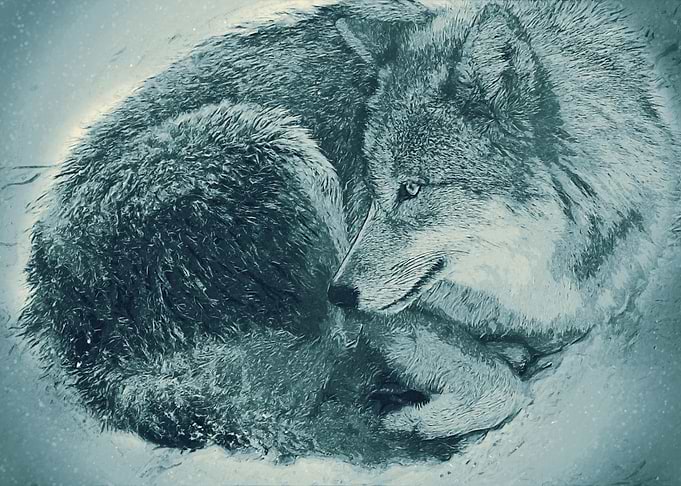Wolf 4 Oil