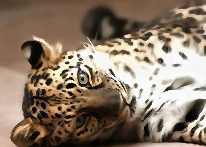 Playful Predator