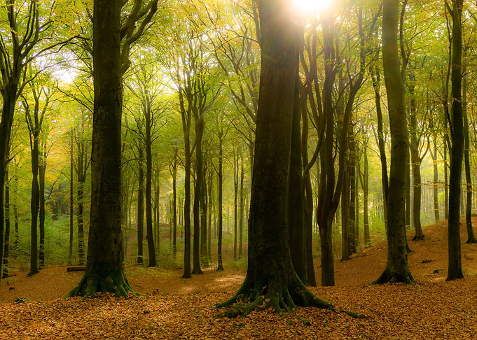 Misty forest