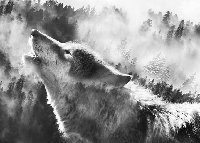 Wolfs breath grey