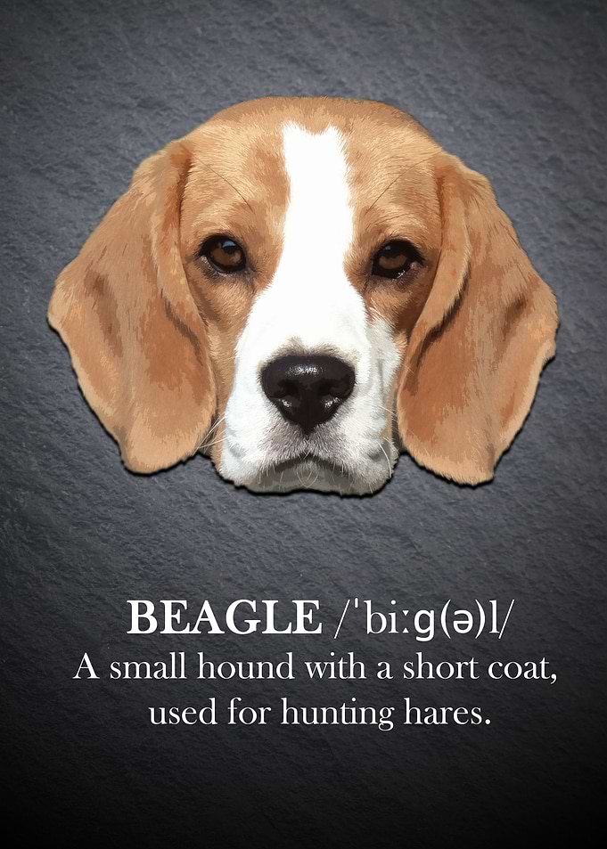 Beagle dog