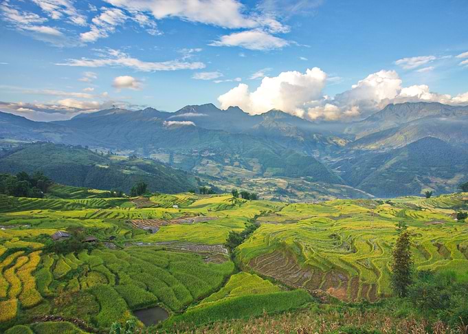 Ripen rice terraces