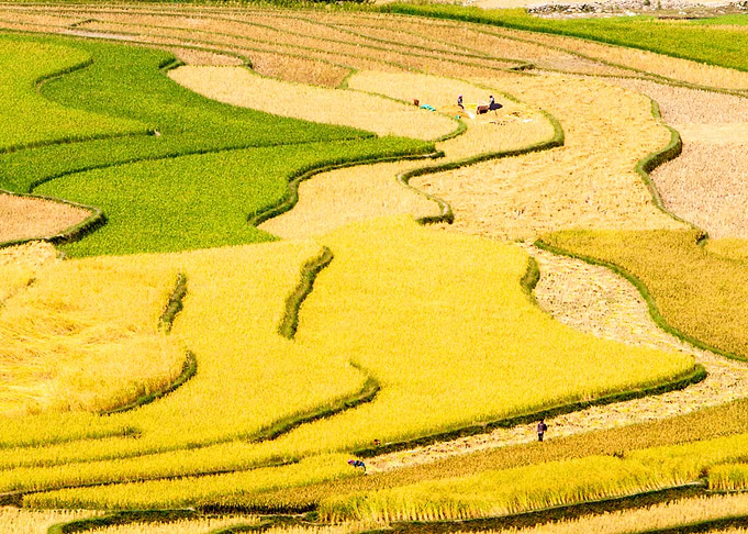 An abundant harvest