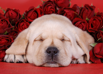 Labrador with roses