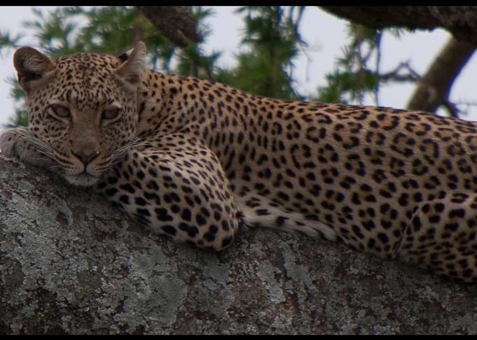 Leopard