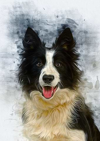 Border Collie Art
