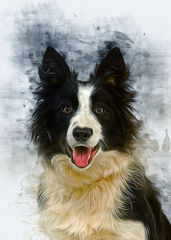 Border Collie Art