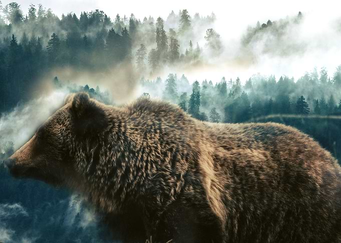 Bear fog