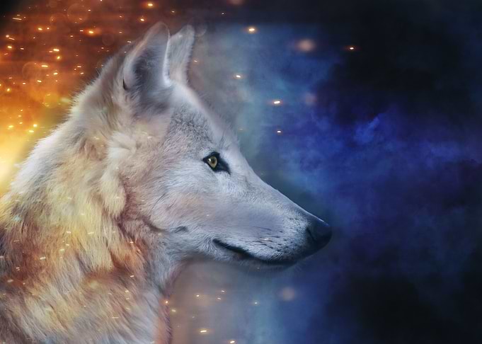 Wolf 5