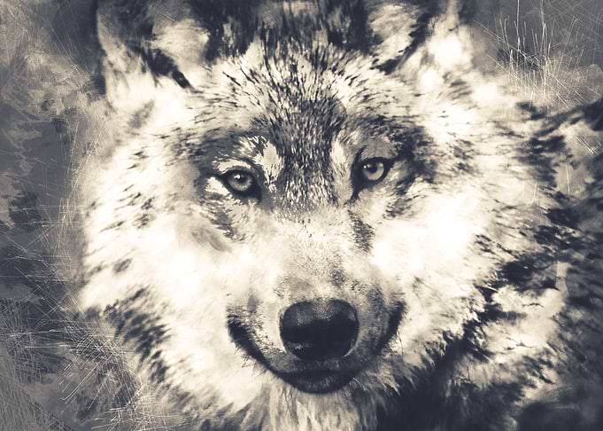 Wolf Vitange