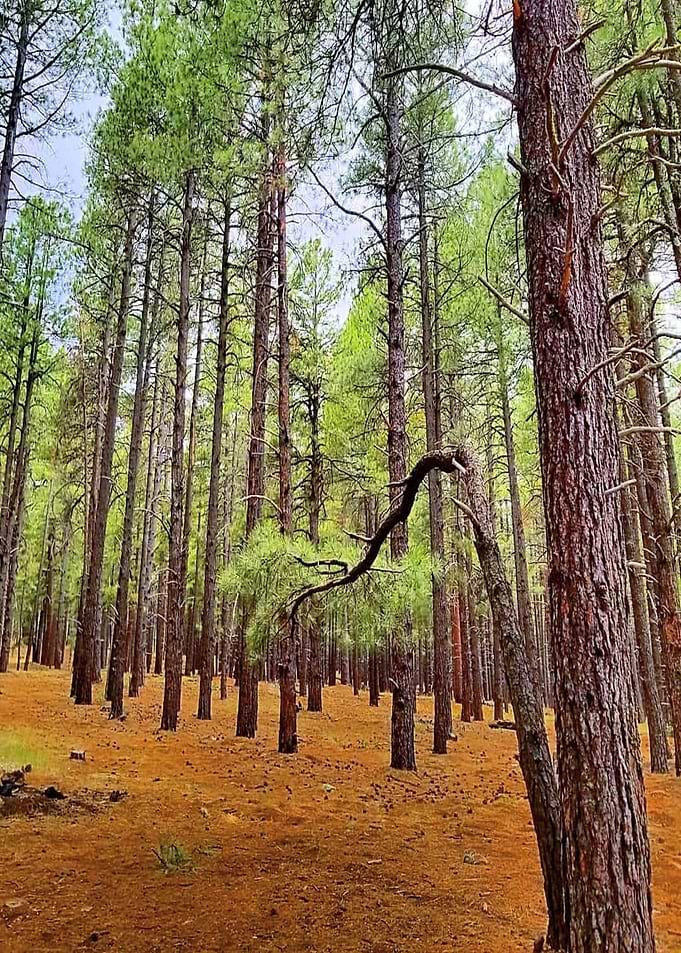 Ask a tree