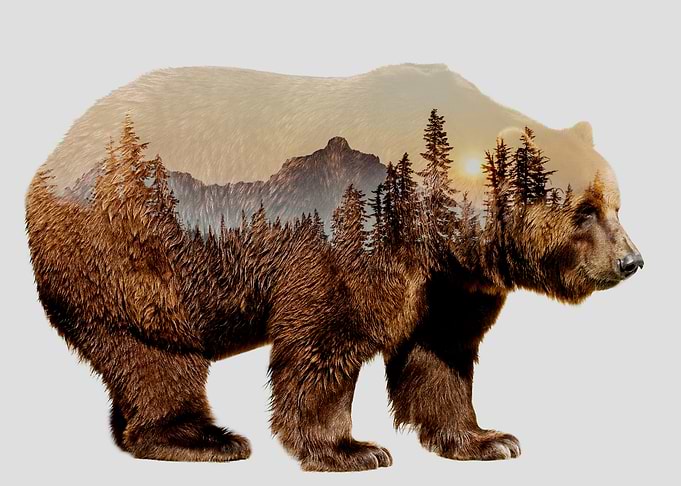 Bear in the Forest