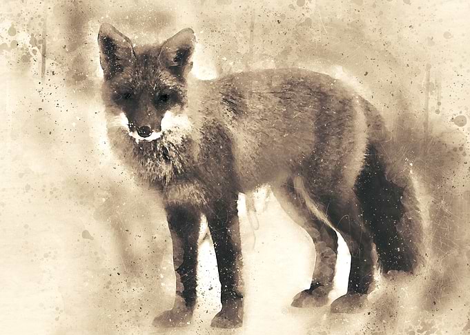 Fox 2