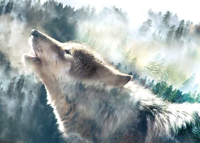 Wolfs breath