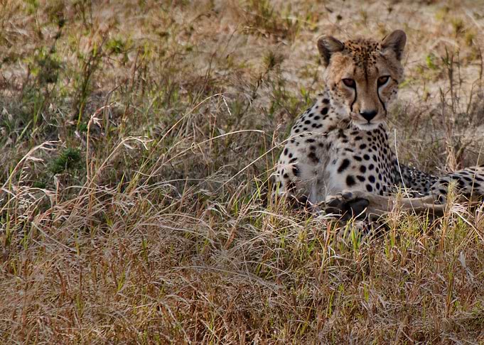 Cheetah