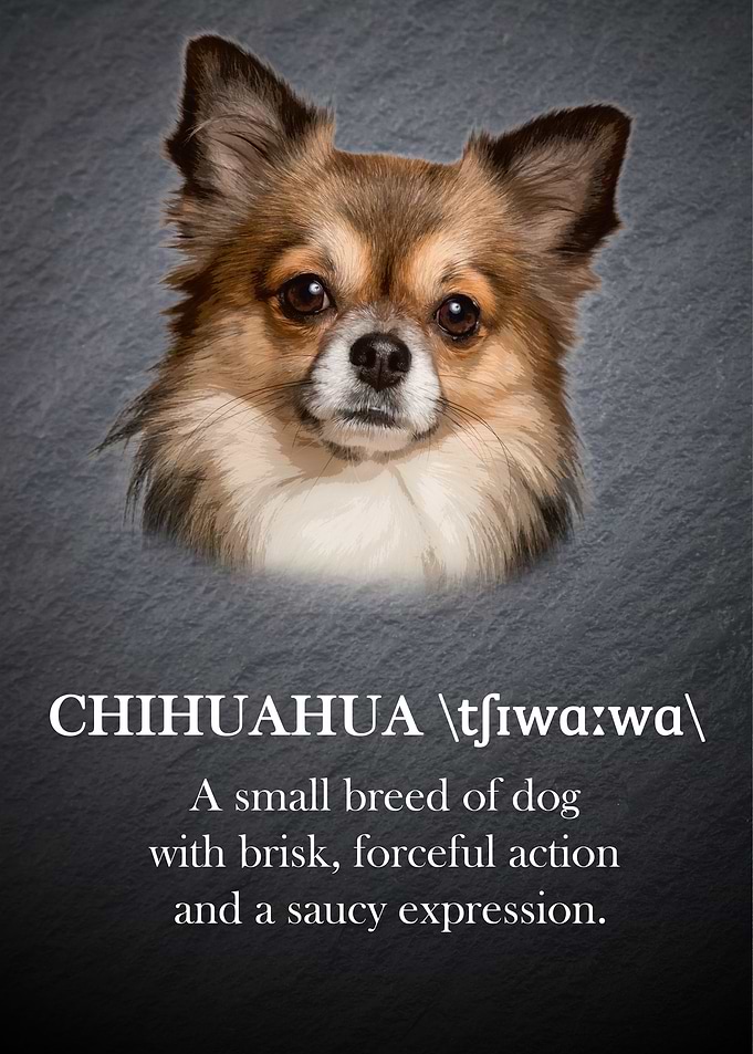 Chihuahua dog
