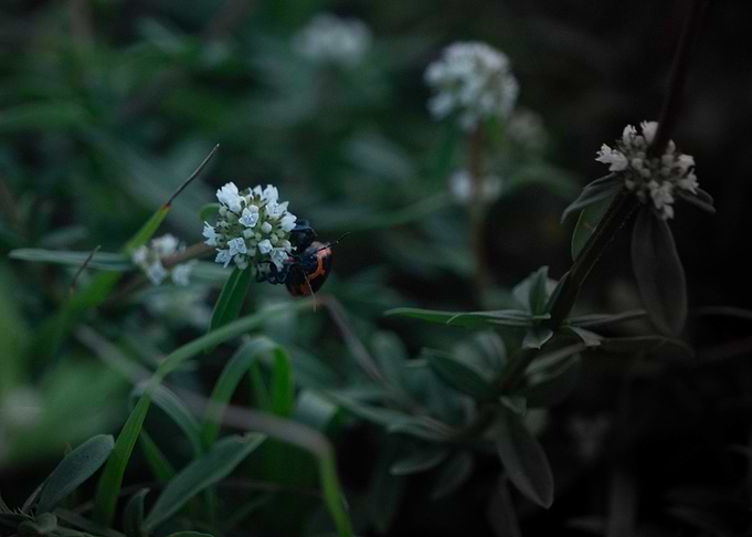 Ladybug