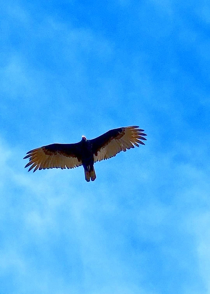 Soaring High