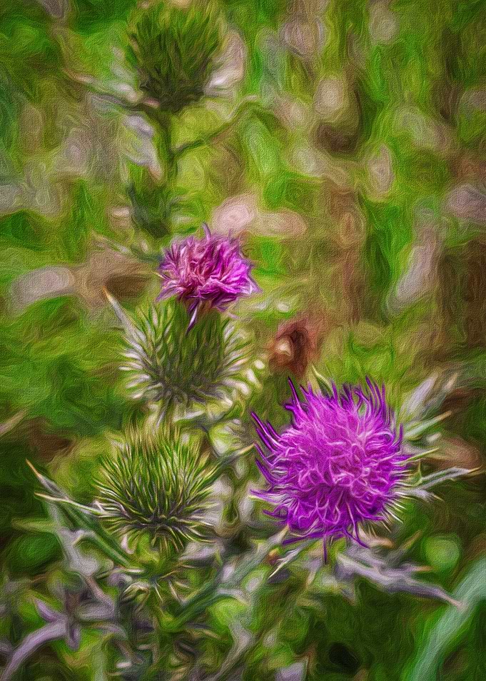 Lots of Thistle Flowers