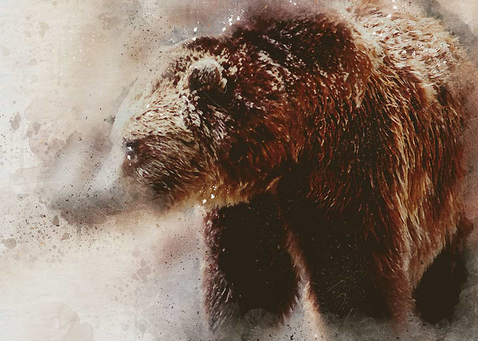 Bear