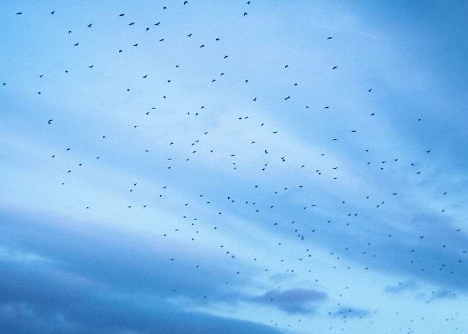 BlackBirds
