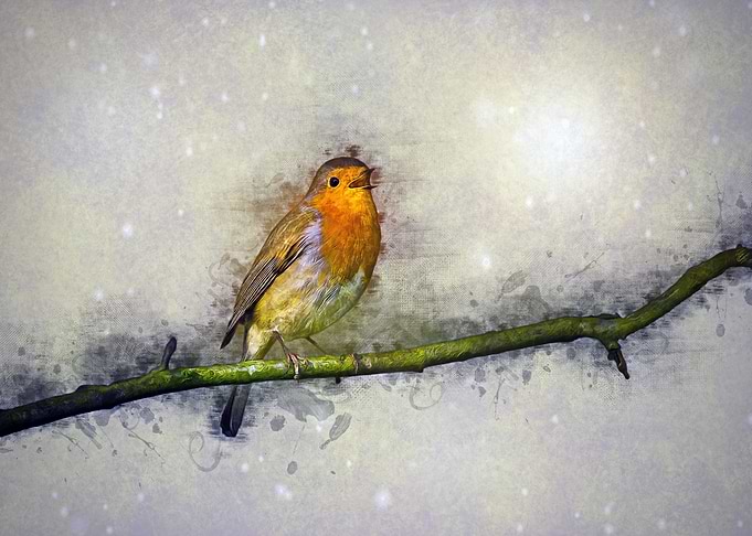 Winter Robin