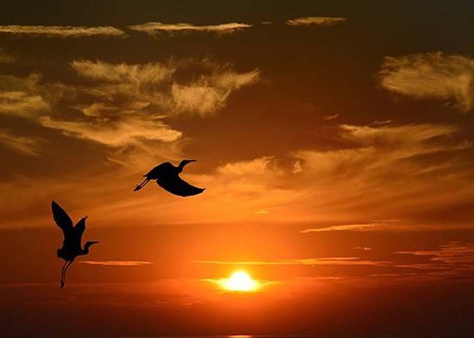 Birds at sunset