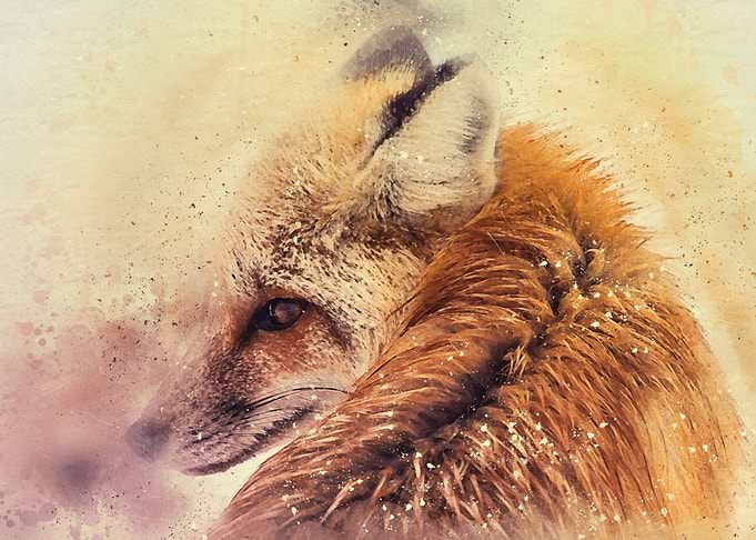 Red Fox